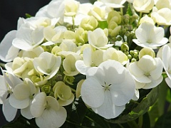 FlowersNL (150)